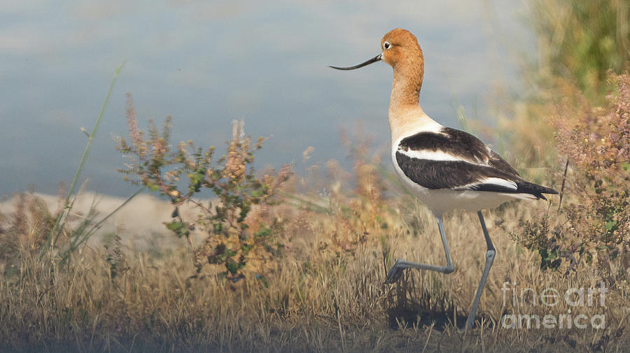 Nature Photograph - American Avocet at Dawn by Dennis Hammer