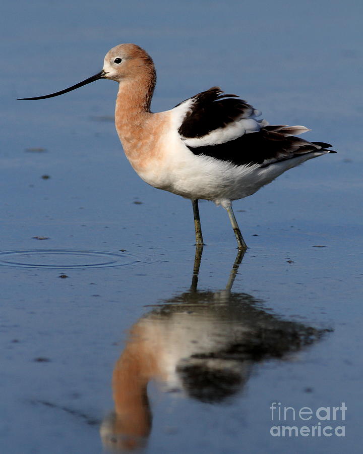 American Avocet . Breeding Plumage . 7D4946 Photograph by Wingsdomain Art and Photography