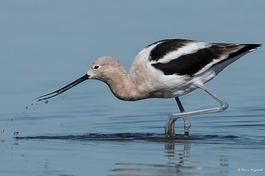 American Avocet Eating Photograph by Steven Miyamoto - Fine Art America