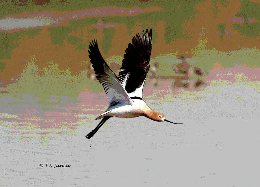 American Avocet Flying Photograph by Tom Janca