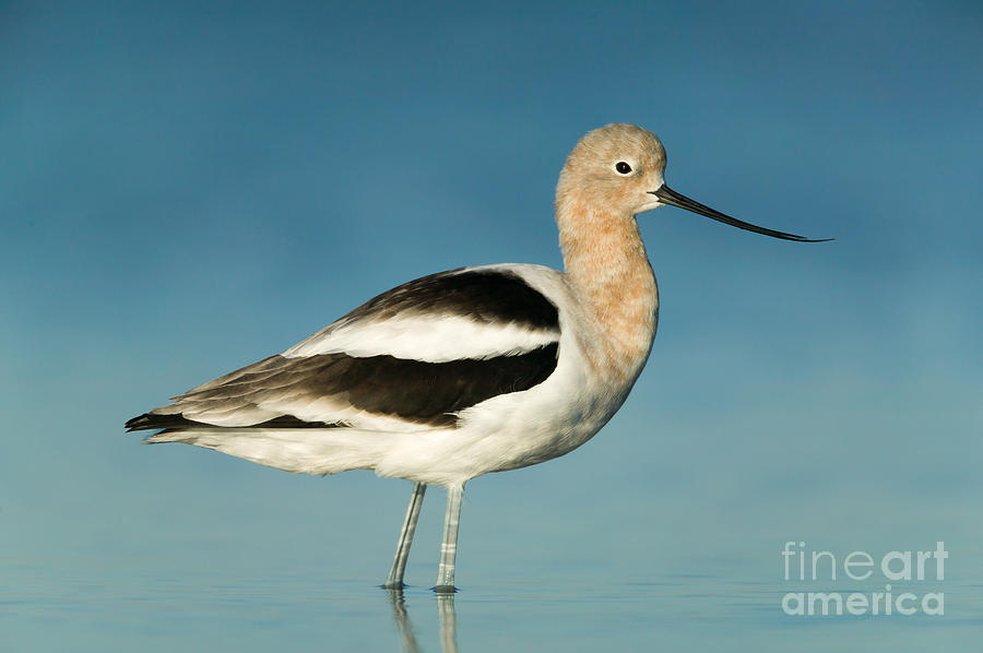 American Avocet I Photograph by Clarence Holmes