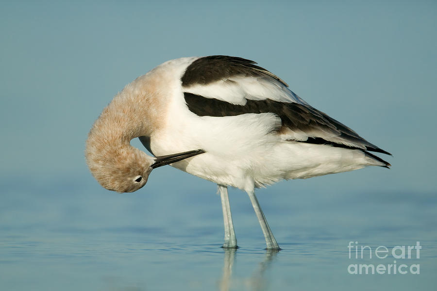 American Avocet II Photograph by Clarence Holmes