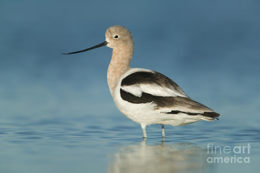 American Avocet III Photograph by Clarence Holmes