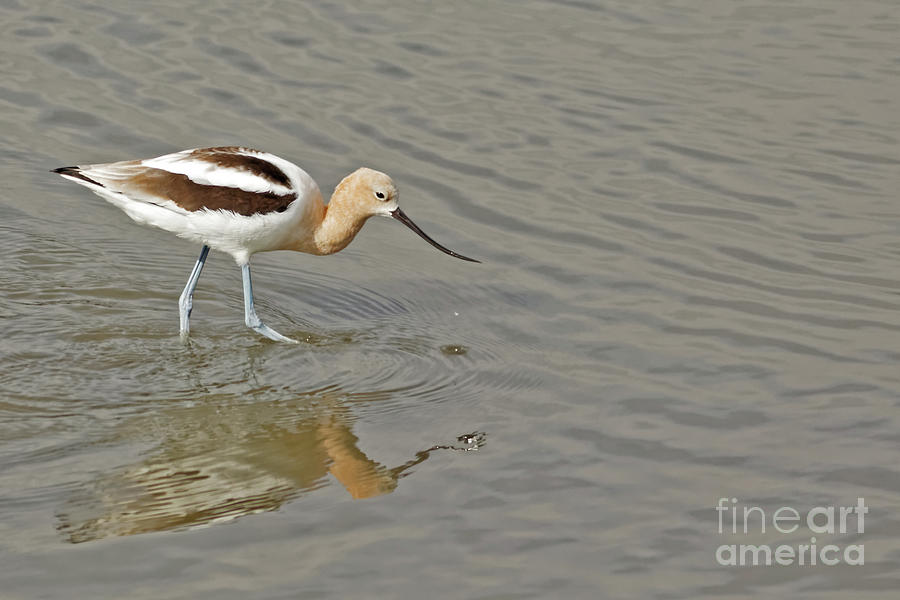 American Avocet in California Photograph by Natural Focal Point Photography