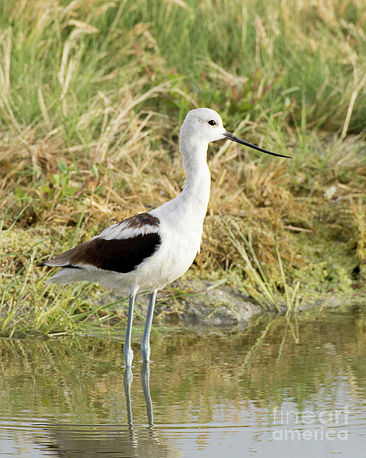 American Avocet in Winter Plumage Photograph by Dennis Hammer