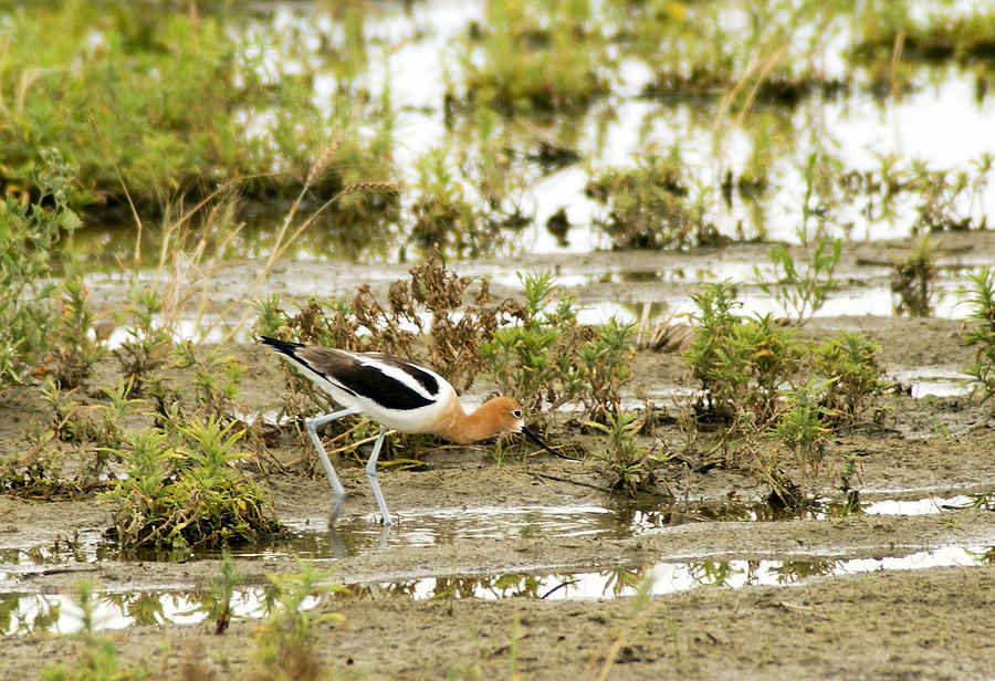 American Avocet Photograph by James Steele