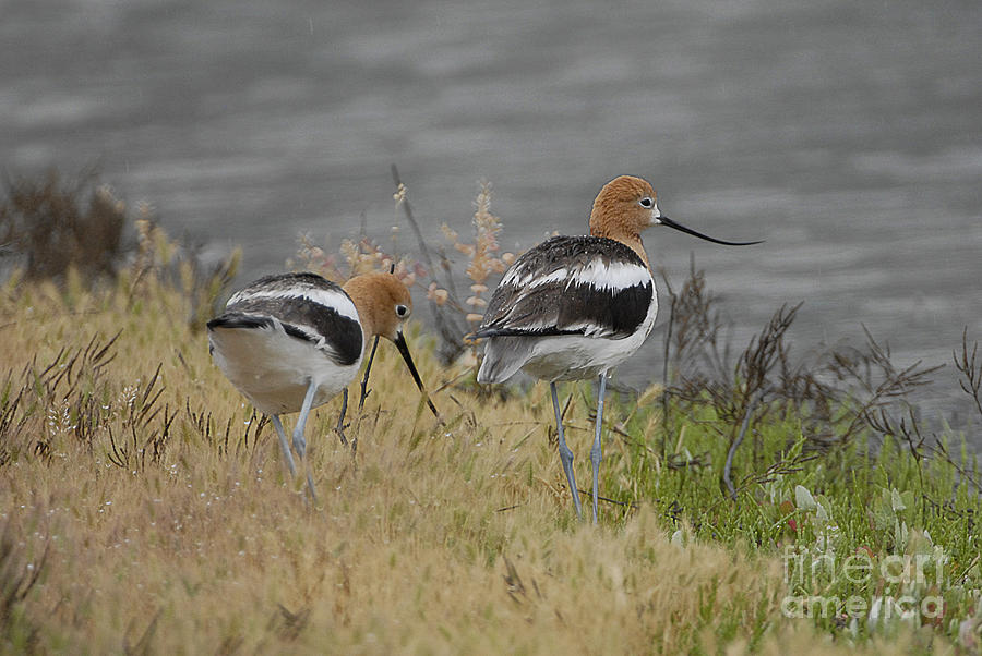 American Avocet Mating Pair Photograph by Dennis Hammer