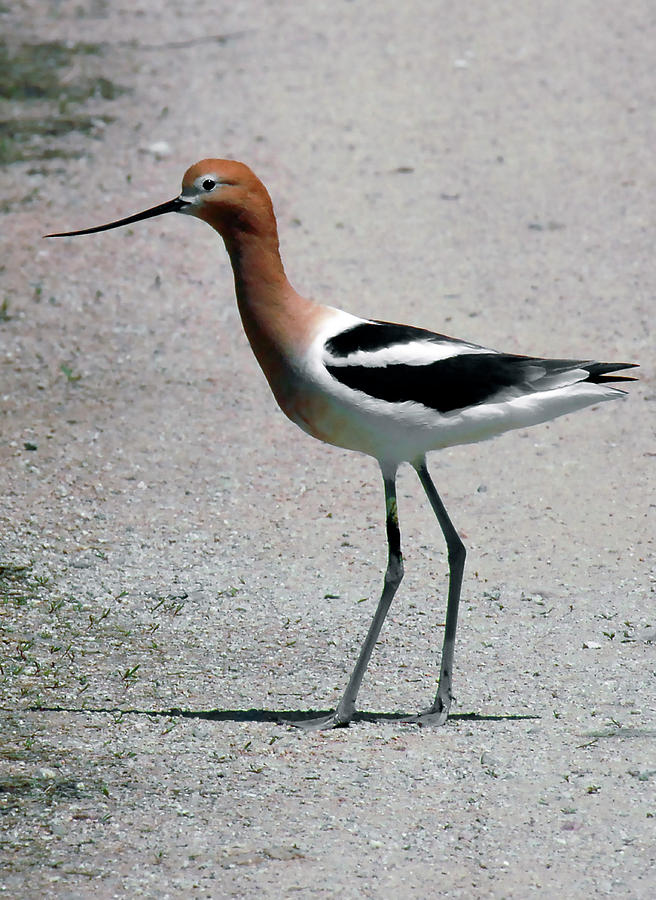 American Avocet Photograph by Michelle Halsey