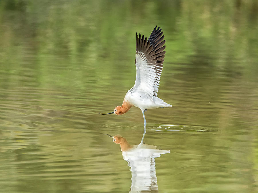 American Avocet Stretching Photograph by Tam Ryan