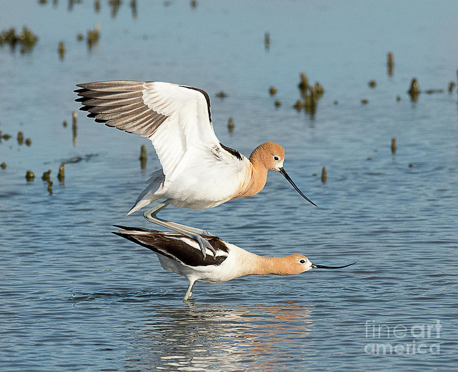 American Avocets Photograph by Dennis Hammer