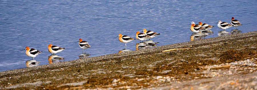 Yellowstone National Park Photograph - American Avocets by Greg Norrell
