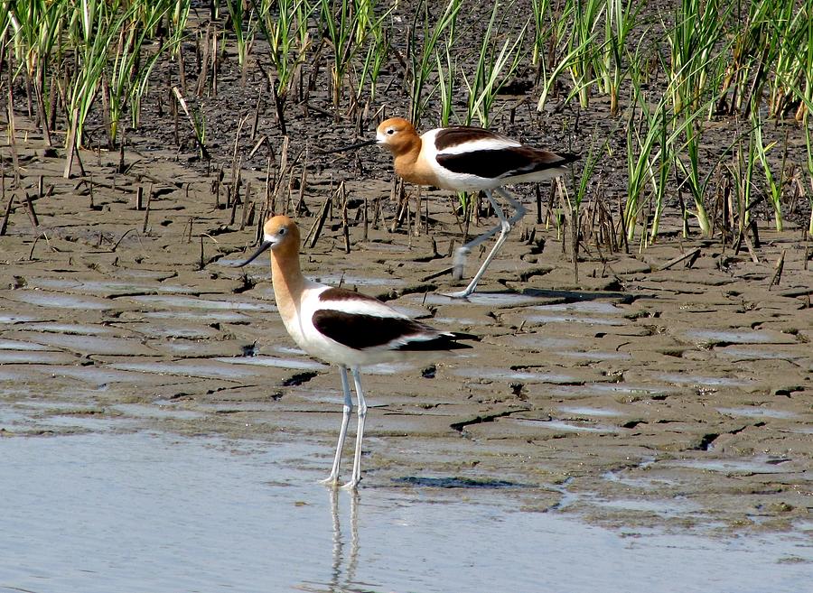 American Avocets Photograph by Keith Stokes