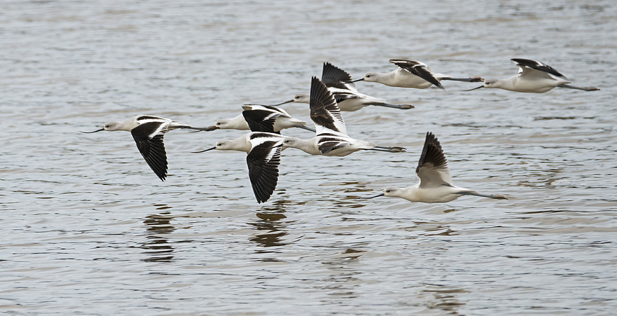 American Avocets Photograph by Loree Johnson
