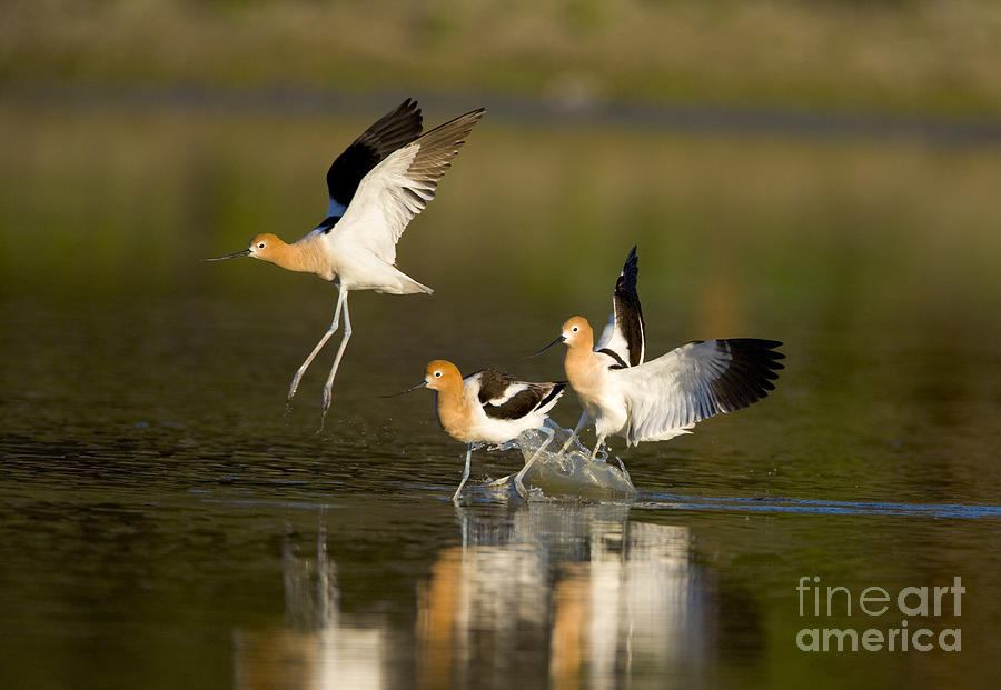 American Avocets Photograph by Marie Read