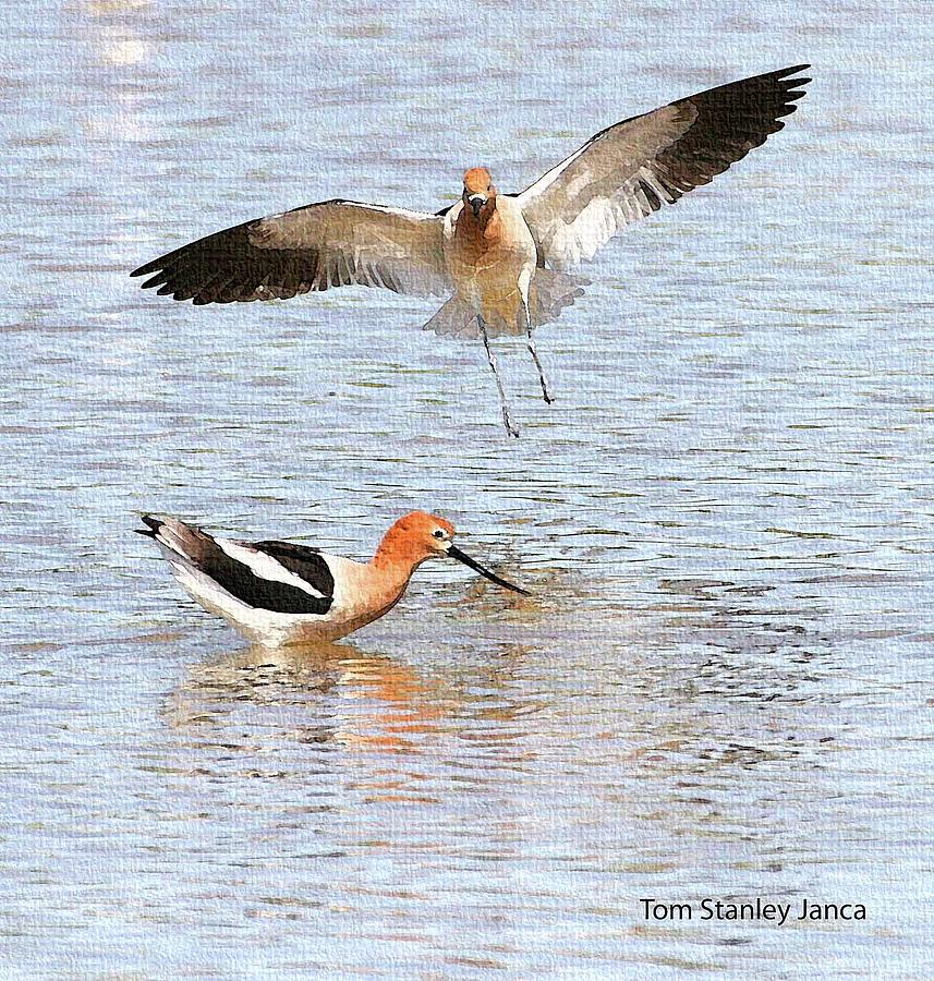 American Avocets Photograph by Tom Janca