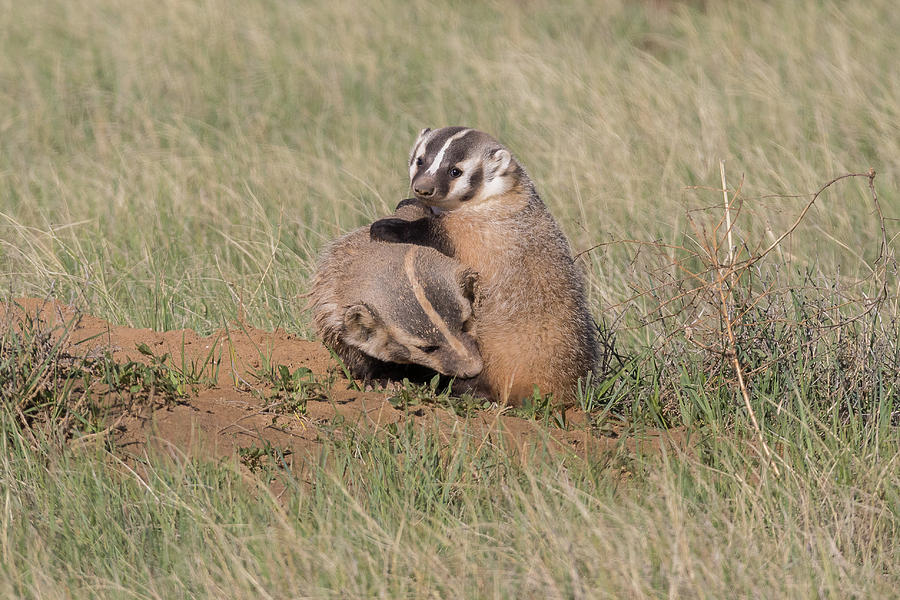 American Badger Cub Climbs On Its Mother Photograph by Tony Hake