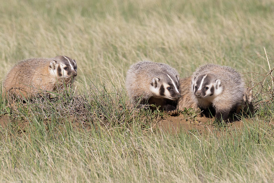 American Badger Cubs On The Plains Photograph