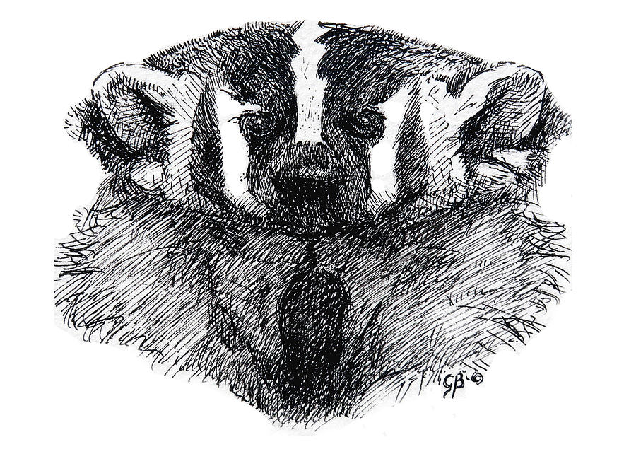American Badger Drawing by George Bumann