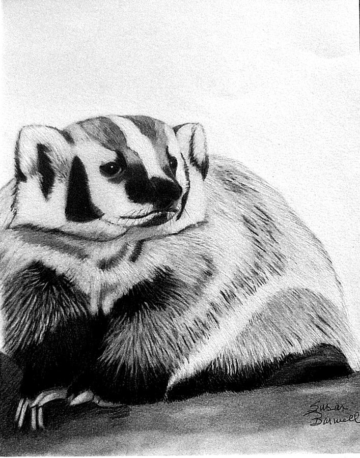 American Badger Drawing by Susan Barwell Pixels