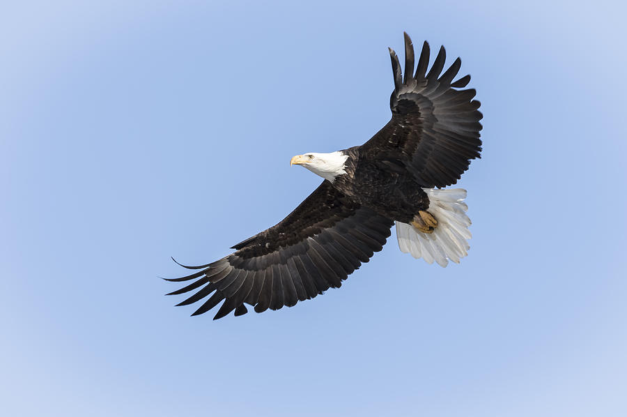 American Bald Eagle 2015-26 Photograph by Thomas Young