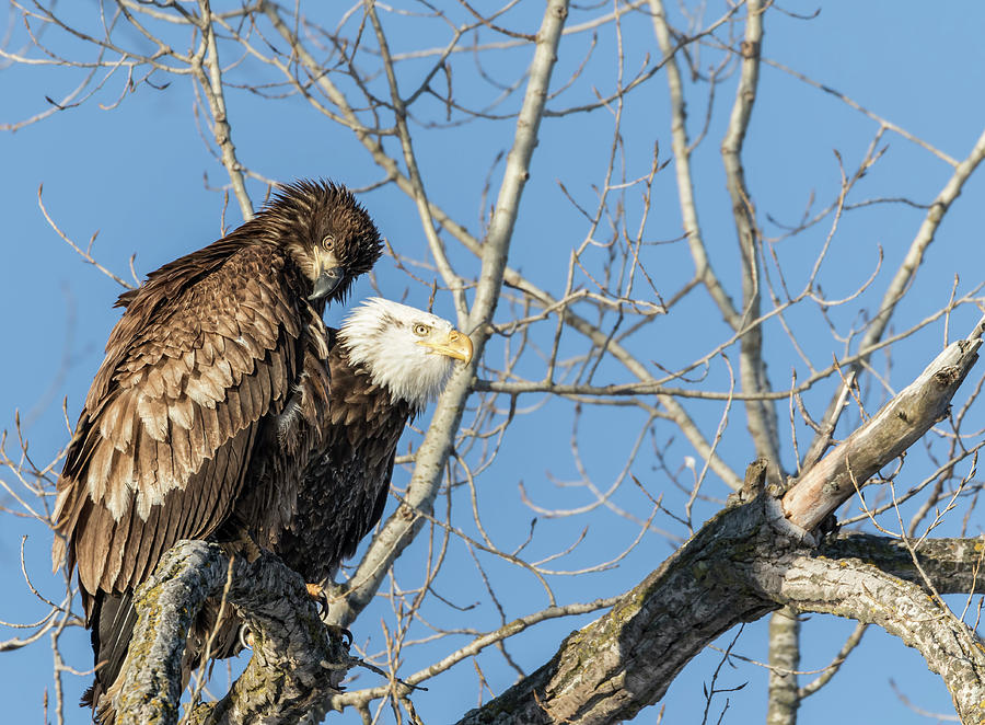 Bald Eagle Photograph - American Bald Eagle 2017-19 by Thomas Young