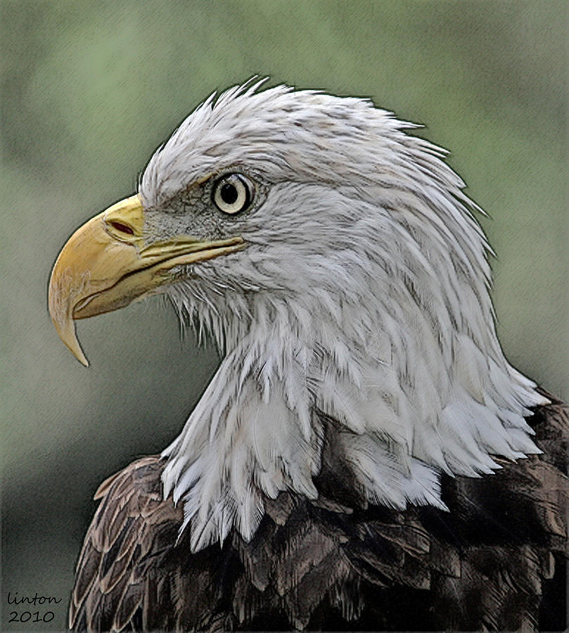 American Bald Eagle 4 Digital Art by Larry Linton