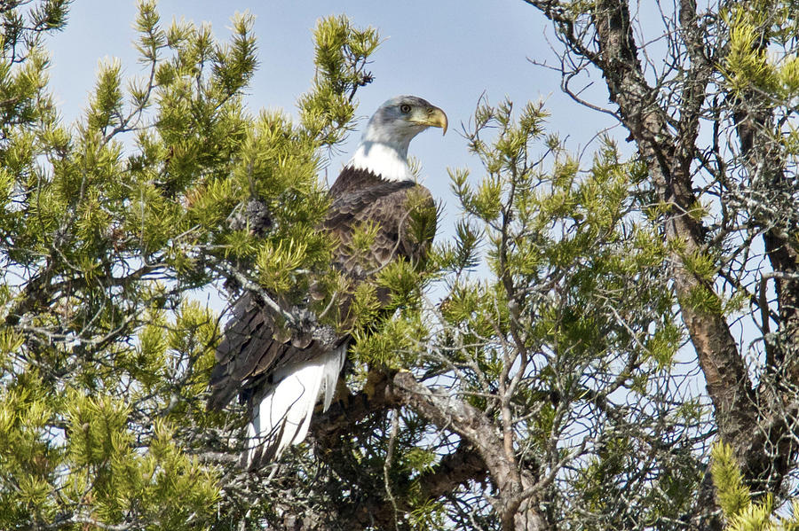 American Bald Eagle 504 Photograph