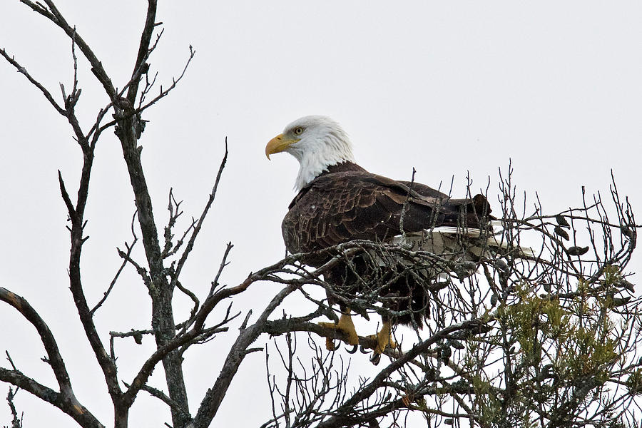 American Bald Eagle 5494 Photograph by Michael Peychich