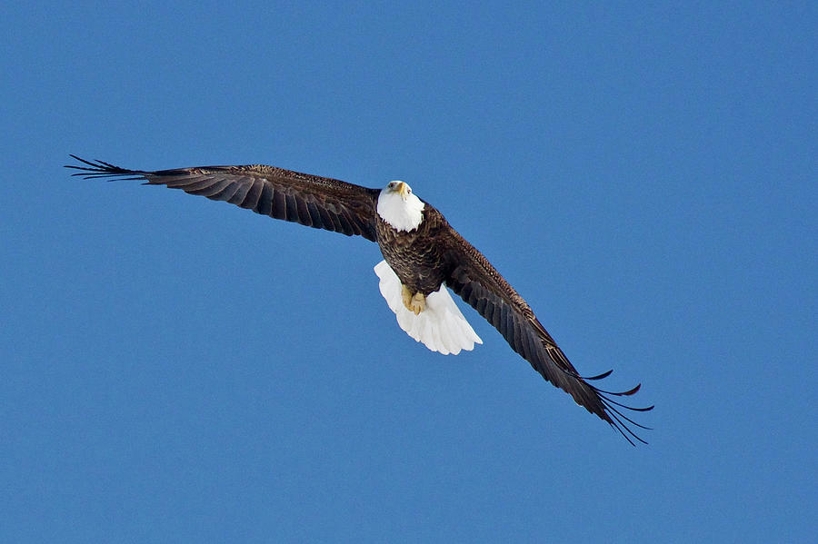 American Bald Eagle 7928 Photograph by Michael Peychich