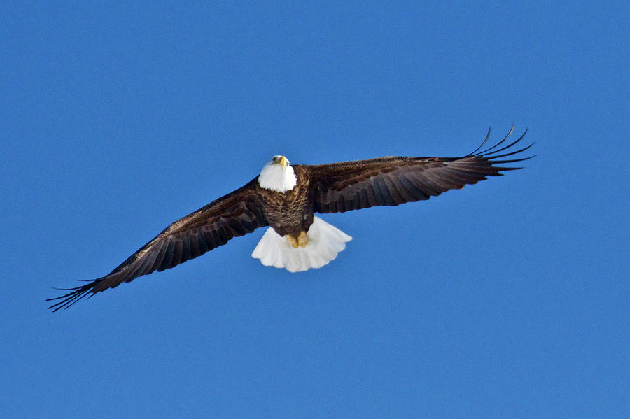 American Bald Eagle 7930 Photograph by Michael Peychich