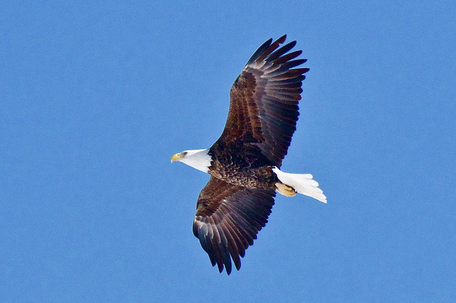 American Bald Eagle 7931 Photograph by Michael Peychich