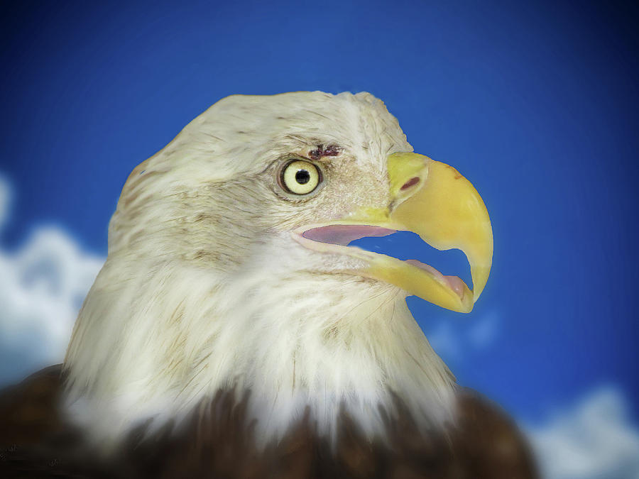 American Bald Eagle Photograph by A H Kuusela