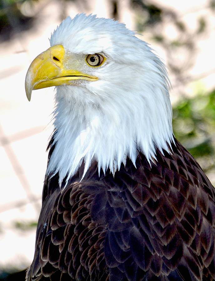 American Bald Eagle Photograph by Amy McDaniel
