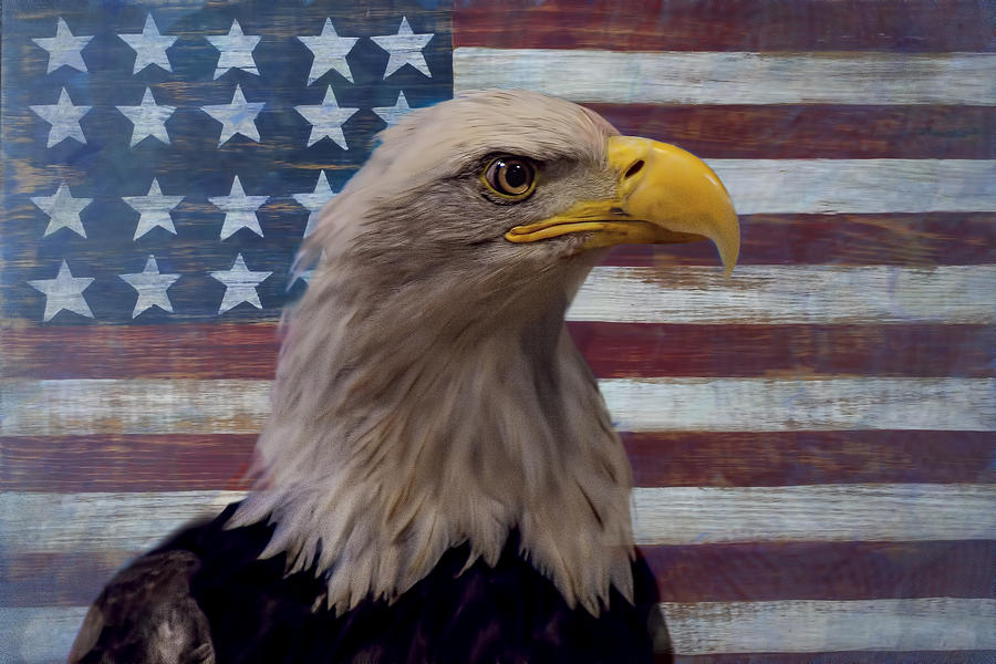 American Bald Eagle And American Flag