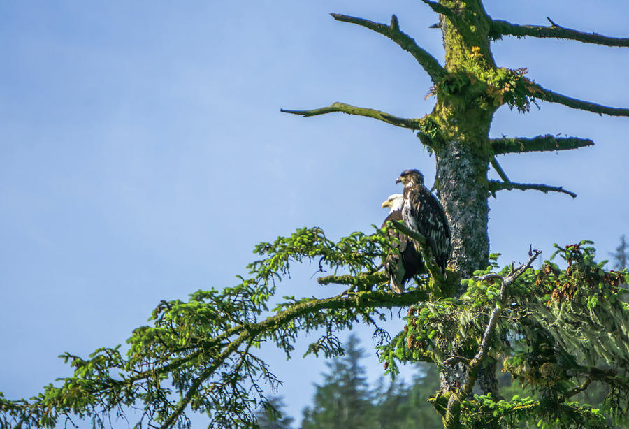 American Bald Eagle And Its Baby Sitting On Tree Branch Photograph by Alex Grichenko