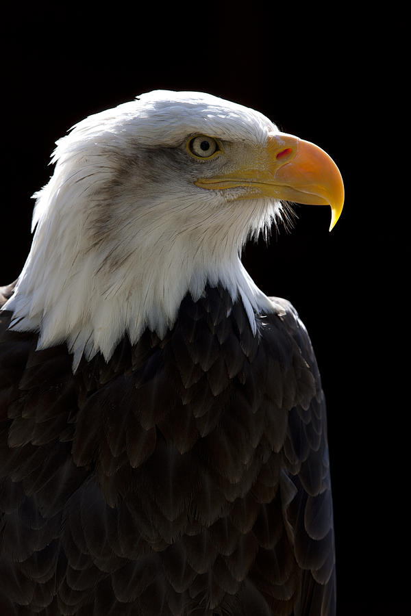 American Bald Eagle Photograph by Andy Myatt