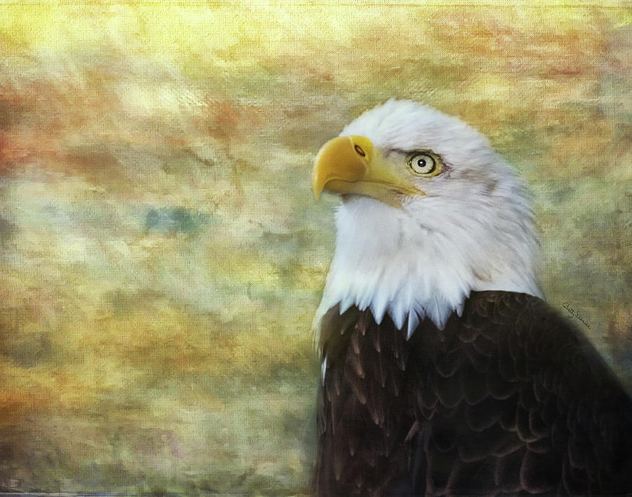 Eagle Photograph - American Bald Eagle at Sunrise by Betty Denise