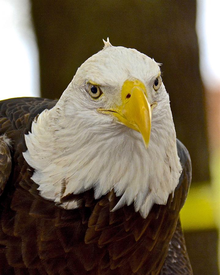 Eagle Photograph - American Bald Eagle by Carol Bradley