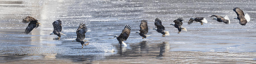American Bald Eagle Catching A Fish Composite 2015-1 Photograph by Thomas Young