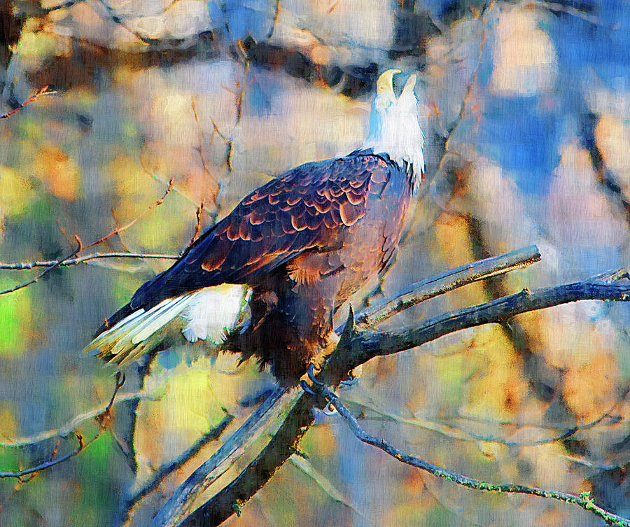 Eagle Painting - American Bald Eagle  by Clarence Alford
