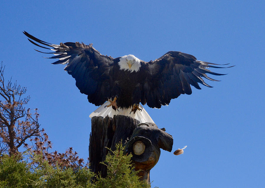 American Bald Eagle Cleared for Landing Photograph by Richard Bryce and Family
