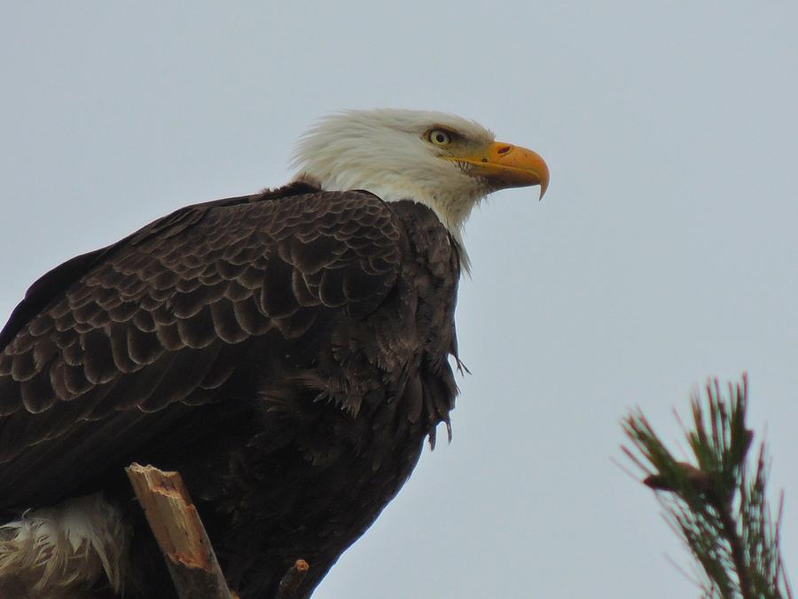 Wildlife Photograph - American Bald Eagle - Close-up by Mikel Classen
