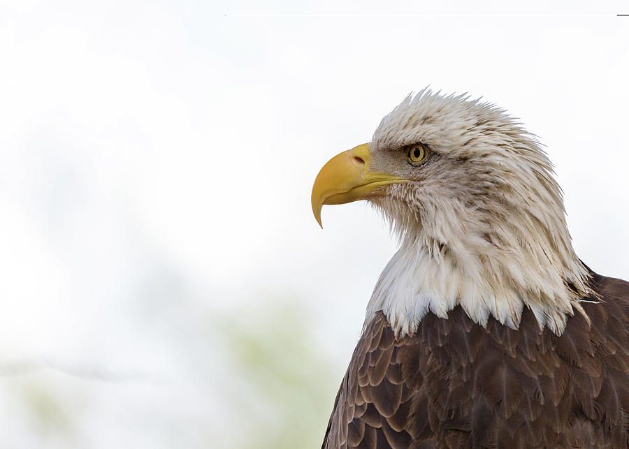 American Bald Eagle Closeup Copy Space Photograph