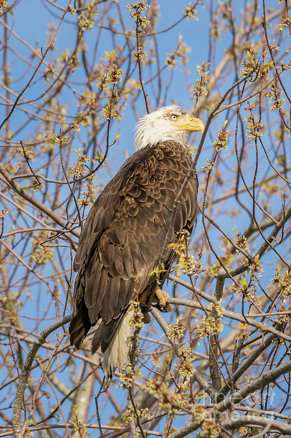 American Bald Eagle Photograph by Craig Shaknis