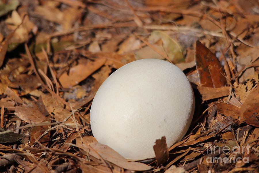 American Bald Eagle Egg Photograph by Paulette Thomas - Fine Art America