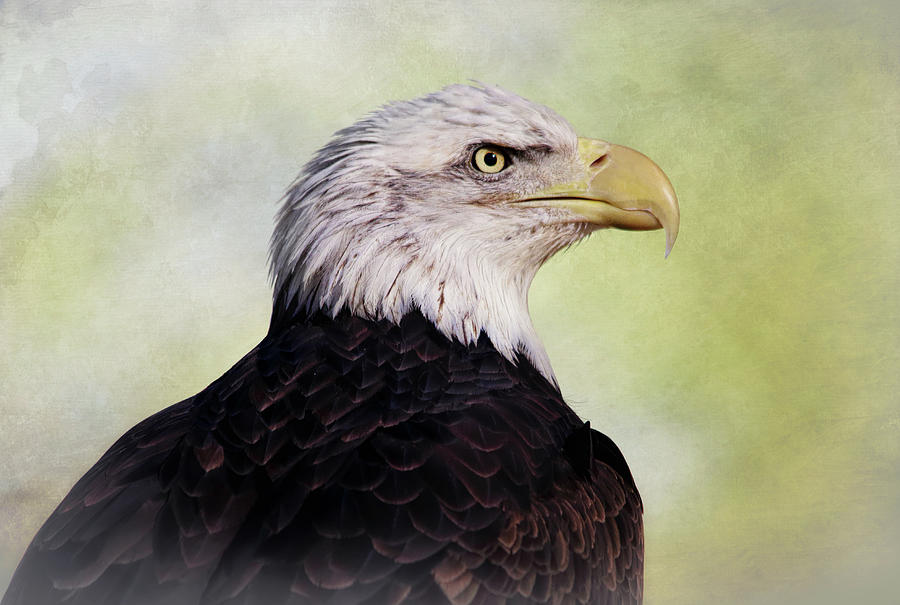 American Bald Eagle Photograph by Elaine Malott
