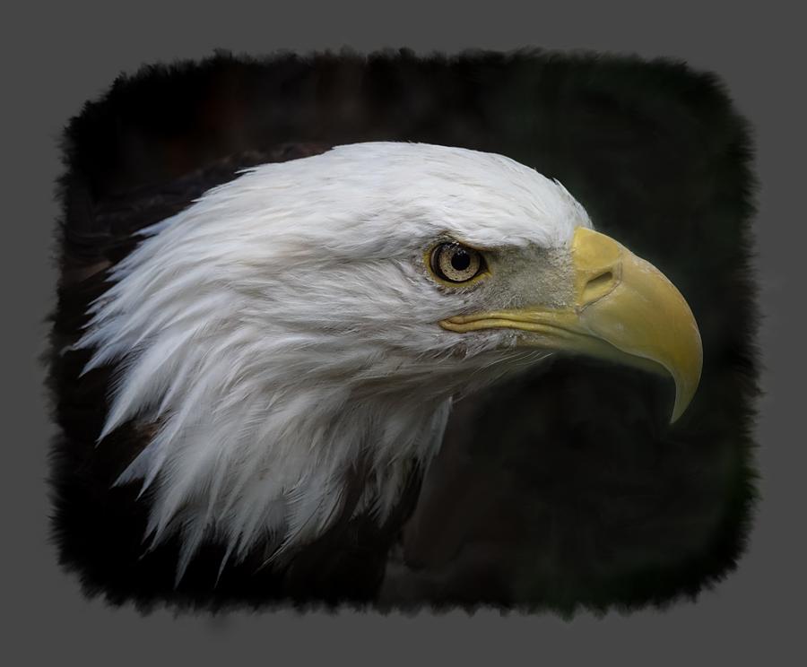 American Bald Eagle Photograph by Ernest Echols