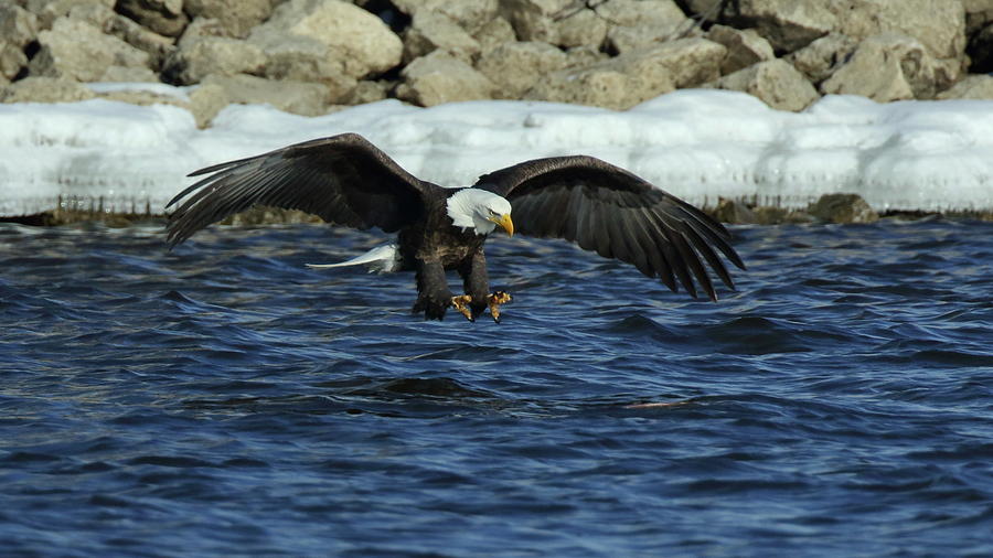 American Bald Eagle fishing on the Mississippi Photograph by Coby Cooper