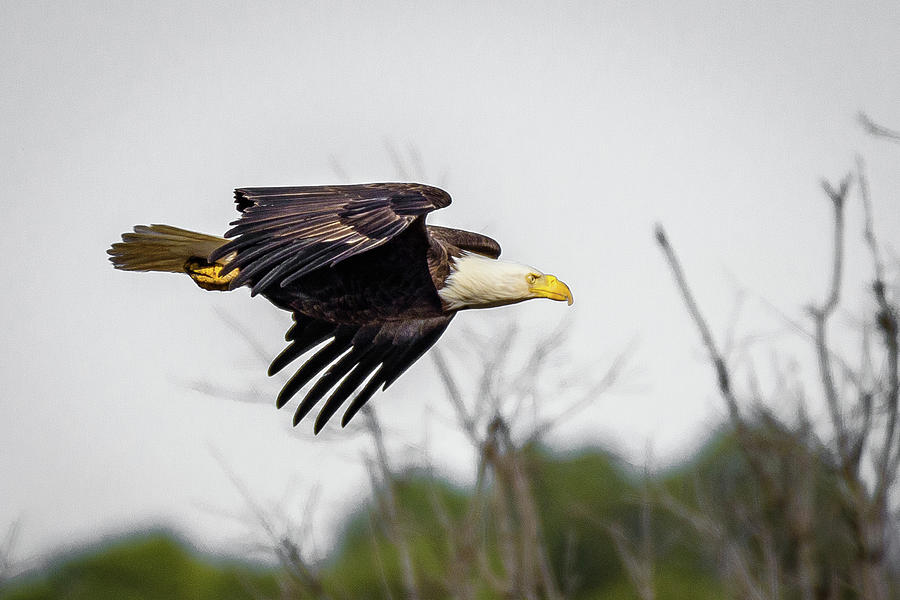 American Bald Eagle Photograph by Gary E Snyder