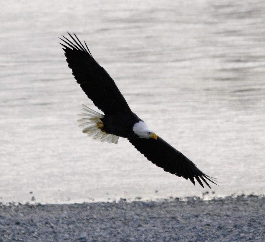 American Bald Eagle Gliding Near a River Photograph by Clarence Alford ...